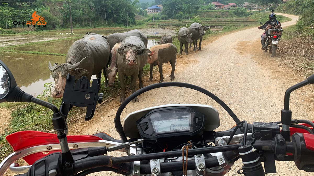 Offroad Vietnam Motorbike Adventures - Fantastic 7 days Northwest motorbike tour via Sapa to Luc Yen, Water buffalos.